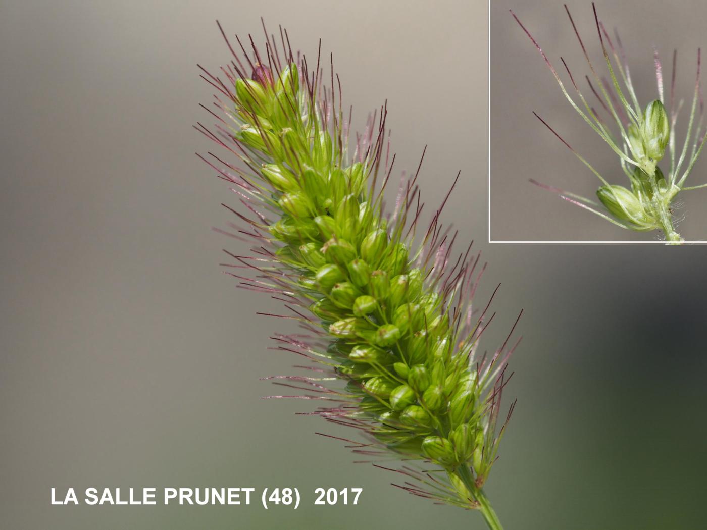Bristle-grass, Green flower